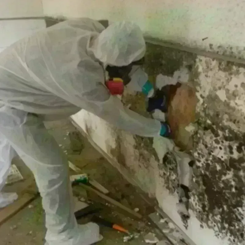 Mold Remediation and Removal in Fremont, CA